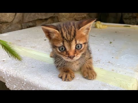Видео: 💕 Познакомьтесь с этим маленьким котёнком! Самый весёлый и милый уличный кот Стамбула 🐾