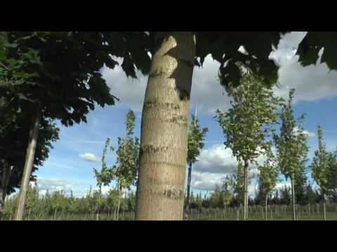 Видео: Клены в "Питомнике Савватеевых"