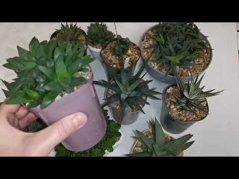 Видео: Хавортия/Haworthia в моей коллекции. Интересные факты о хавортии. Немного про алоэ.
