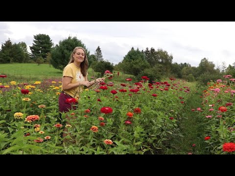 Видео: Сбор цветов для продажи: стоит ли покупать? : Flower Hill Farm