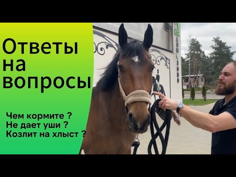 Видео: Чем кормите кобылу? Не дает уши что делать ? Отвечаем на вопросы.