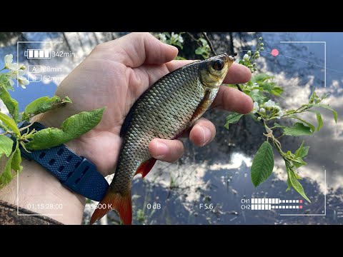 Видео: Мормышинг на заливных лугах