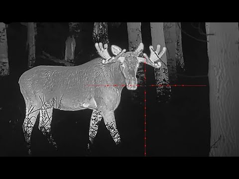 Видео: Охота на Кабана и Лося летом. Можно стрелять или нет?