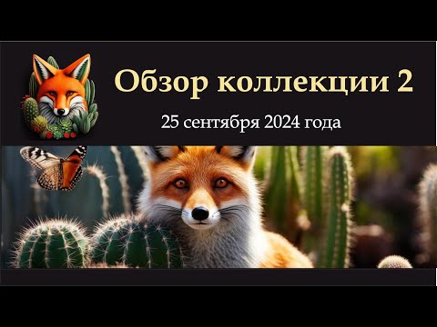 Видео: обзор коллекции 2.  25 сентября 2024 года. Кактусы, литопсы, остальные суккуленты, эуфорбии, гуэрнии