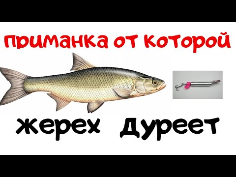 Видео: ПРИМАНКА НА ЖЕРЕХА - ДЕВОЛЬКА  -  РВУЩАЯ ШАБЛОН
