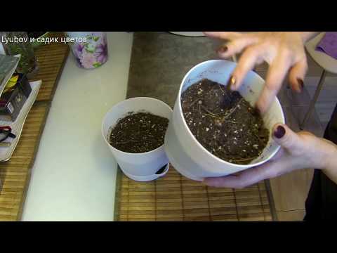 Видео: Клубневые комнатные цветы. Готовимся к весне. Пробуждение.