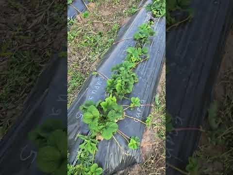 Видео: Обзор нового поля!)