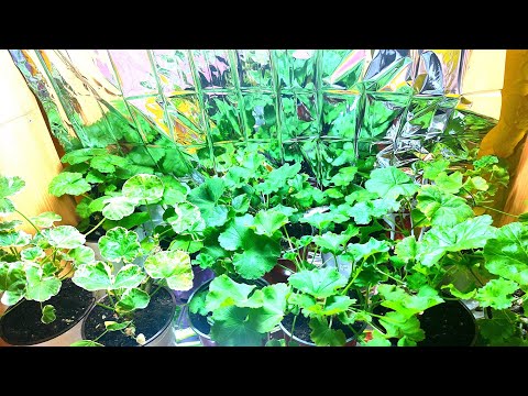 Видео: Подсветка и стеллажи для пеларгоний