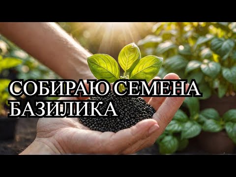 Видео: Как самостоятельно собрать семена базилика. Собираю только спелые семена.#огород #базилик