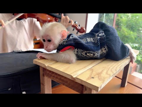 Видео: Маленький Баба отдыхает на столе… Кто играет на скрипке 🐒🎻✨
