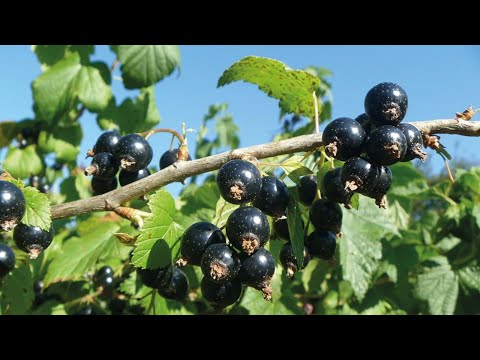 Видео: Чорна смородина як бізнес-ідея/Мій погляд на заробіток з чорної смородини