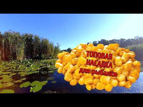 Видео: Кукуруза - ТОП наживка! Красноперка на заросшем травой и кувшинками заливе