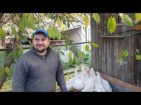 Видео: приезжал Новиков, отобрал гусей// сколько гусынь в стае🤔🙄// проверили серых
