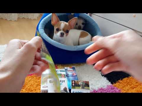 Видео: Покупки из зоомагазина для собак))🐶