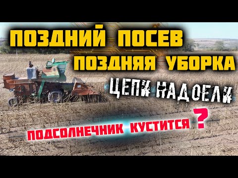 Видео: Уборка подсолнечника 2021. Комбайн НИВА с переделанной (ПСП 1.5) подсолнечной жаткой.