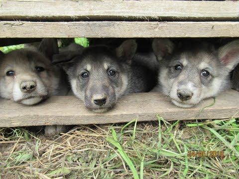 Видео: Щенки дают концерт)