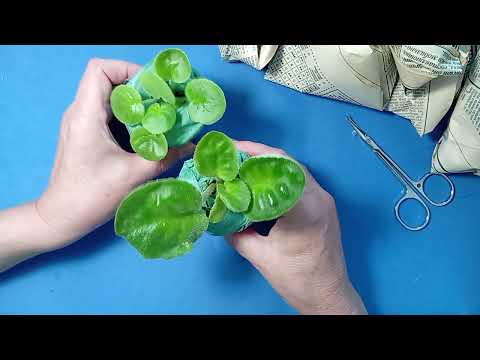 Видео: Посылка распаковка фиалки #фиалки 