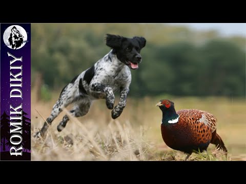 Видео: Открытие охоты на фазана с собаками. День 1