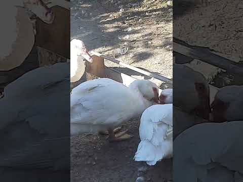 Видео: СНІДАНОК МУСКУСНИХ КАЧОК 2025