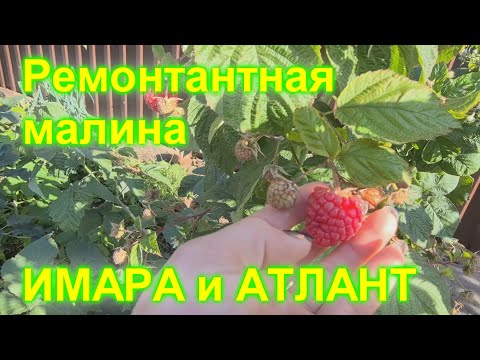 Видео: Ремонтантная малина Имара и Атлант, плодоношение!