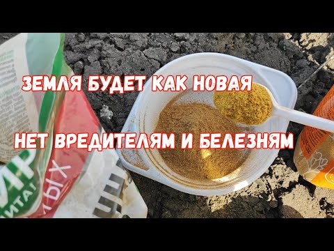 Видео: СРОЧНО ОСЕНЬЮ Посыпьте ЭТО после ТОМАТОВ, ПЕРЦЕВ, ОГУРЦОВ, КАРТОФЕЛЯ,МОРКОВИ, СВЕКЛЫ,Земля как Новая