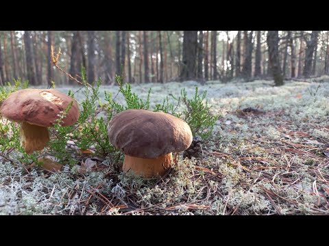Видео: В поиске ГРИБОВ 🍄Чистых / Следы Медведя ⁉️