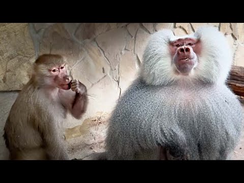 Видео: Люди подумали что в вольере ЧУЖОЙ, но это была Люся! Елисей ВОЛНУЕТСЯ, Лидок схуднула, Феня-КОЛОБОК!