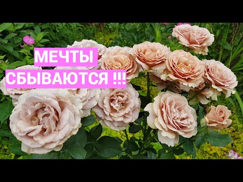 Видео: Мои цветочные мечты