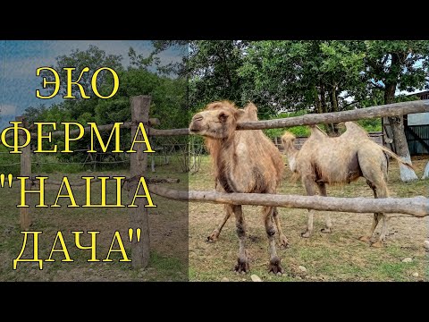Видео: Эко ферма "Наша дача" хутор Молькино