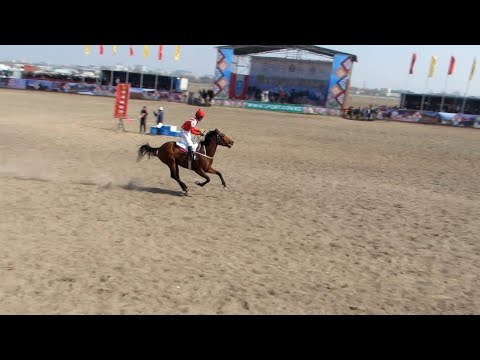 Видео: Глаткий скачка 1600м 21.03.2023 Нооруз Бишкек