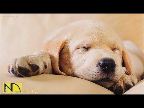 Видео: 20 часов любимой музыки собак🐶💖Музыка для сна собак 🐶🎵 Музыка для снятия беспокойства при разлуке🎵