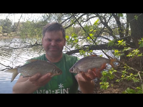 Видео: Весняний фідер на каналі! Густера та плітка клює на ходу, а чехоня доганяє!