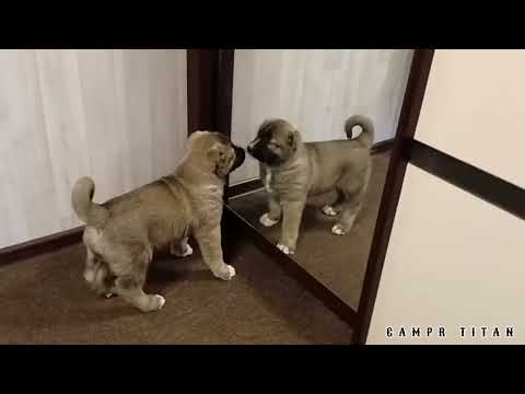 Видео: ДОБРОЕ УТРО С ГАМПРИКАМИ.ВСЕ ПРИШЛИ МЕНЯ БУДИТЬ.ПОМЁТ НА БУКВУ«М»ДАТА РОЖДЕНИЯ 15.08.25#гампр#dog#