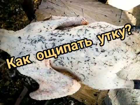 Видео: Как ощипать утку