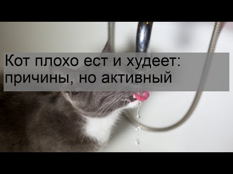 Видео: Кот плохо ест и худеет: причины, но активный