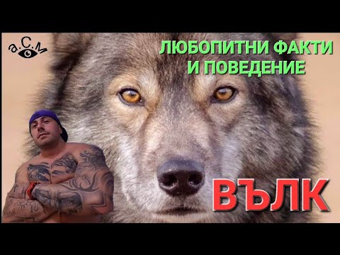 Видео: ВЪЛК - ЛЮБОПИТНИ ФАКТИ И ПОВЕДЕНИЕ а.С.м