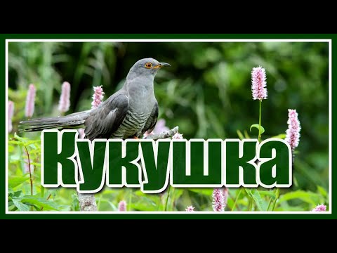 Видео: "Сколько бы, кукушка, ты не куковала..." Очень душевная и жизненная песня! Послушайте!