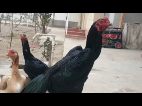 Видео: ПАРВОЗЛАР КАТТИК СОВУК БОШЛАНДИ / КАЙСИ ЗОТЛАР ТУГЯБТИ(ОХУНОВ ДАКАНЛАРИ)