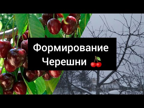 Видео: Формирование черешни. Ярусная-чаша.