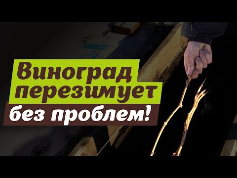 Видео: Надежный способ зимовки винограда.  Зимует отлично
