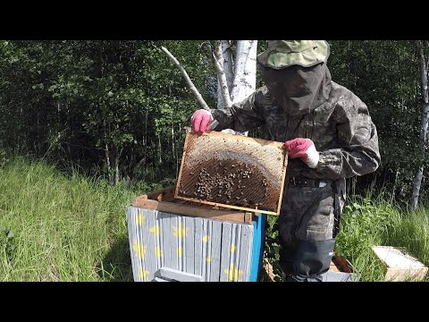 Видео: КУПИЛ ХУТОР в ЛЕСУ на краю БОЛОТА. Часть 61. БЫВШАЯ ХОЗЯЙКА ПРИЕХАЛА на ХУТОР.