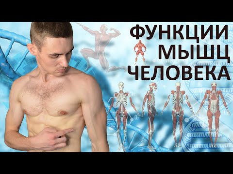 Видео: Какие мышцы работают в разных упражнениях? Функции мышц!