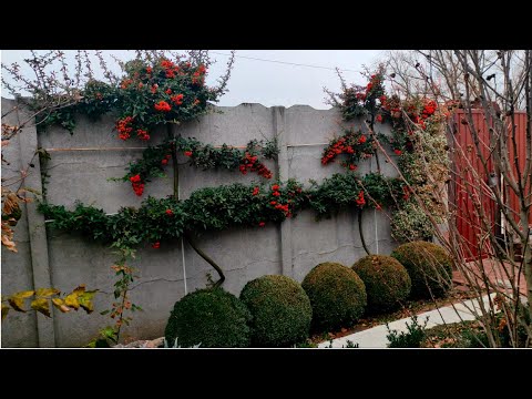 Видео: Зимовий хендмєйд. Піраканта. Мюленбергія