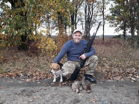 Видео: ОХОТА НА ФАЗАНА С БИГЛЕМ 2019 ГОД