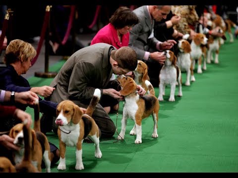 Видео: Выставка собак. Хендлинг.
