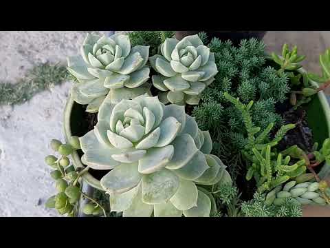 Видео: Ярмарка цветов. Редкая АГАВА. Неапознанный кактус.