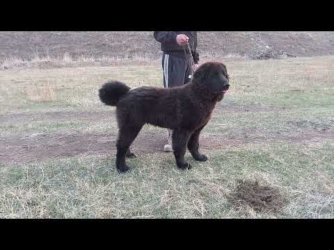 Видео: Черный банхар Зэвэг.