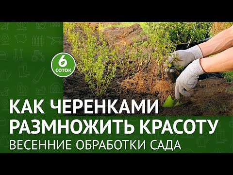 Видео: Как черенками размножить красоту. Весенняя обработка сада