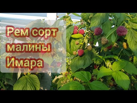 Видео: Рем сорт малины Имара