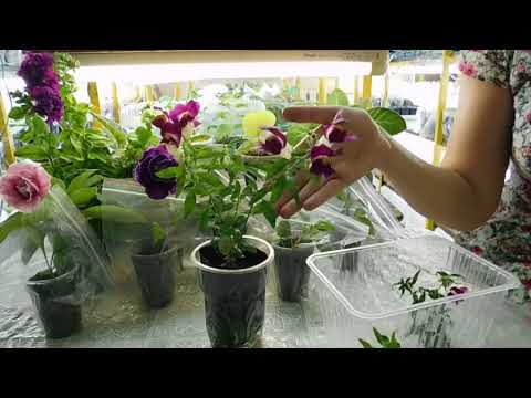 Видео: Рассада георгинов переросла, что делать ?